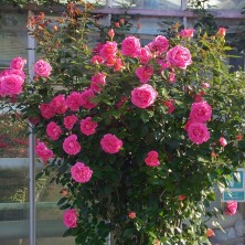 Роза Parfum Royal (Парфюм Роял) C12L