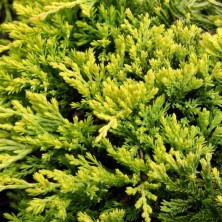 Можжевельник горизонтальный Голден Карпет (juniperus horizontalis Golden Carpet) C3L,25-30см BE