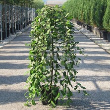Ива козья Пендула (Salix caprea 'Pendula') C18L; ha 125cm. XXL