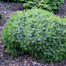 Ель сербская Карел (Picea omorika Karel) C3L;25-30 BE