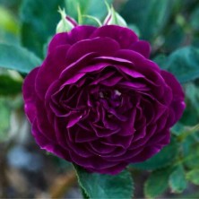 Роза флорибунда Перпл Харт (Purple Heart) C7L