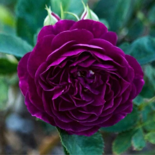 Роза флорибунда Перпл Харт (Purple Heart) C7L из питомника Ваш сад