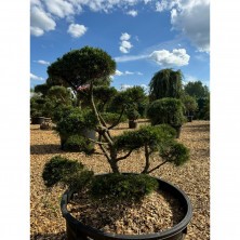 Бонсай Сосна горная Гном (Pinus mugo Gnom) ш.125-150см;h150-175см  XXL