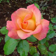 Роза Paul Ricard (Поль Рикар) C12L