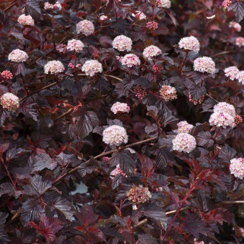 Пузыреплодник калинолистный Леди ин Ред (Physocarpus opulifolius Lady in Red) C18L из питомника Ваш сад