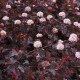 Пузыреплодник калинолистный Леди ин Ред (Physocarpus opulifolius Lady in Red) C18L из питомника Ваш сад