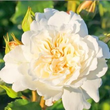 Роза Petticoat (Петтикоут) C12L