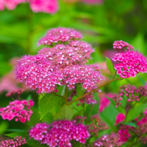 Спирея японская Антони Ватерер (Spiraea japonica Anthony Waterer) C3,6L;30-40cm.BE из питомника Ваш сад