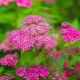 Спирея японская Антони Ватерер (Spiraea japonica Anthony Waterer) C3,6L;30-40cm.BE из питомника Ваш сад