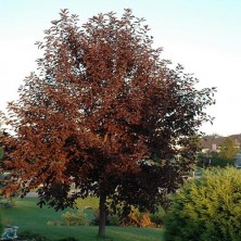 Черемуха виргинская Канада Ред(Prunus virginiana Canada Red) d14-16 G