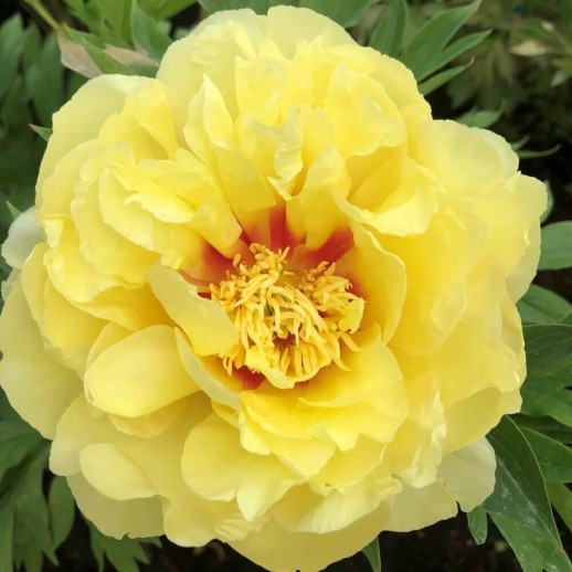 Пион ИТО-гибрид Бартзелла (Paeonia Itoh Bartzella) C12L; 40-60см. из питомника Ваш сад
