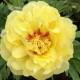Пион ИТО-гибрид Бартзелла (Paeonia Itoh Bartzella) C12L; 40-60см. из питомника Ваш сад