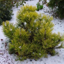 Сосна горная Гном (Pinus mugo Gnom) w125-150; h150-175 XXL