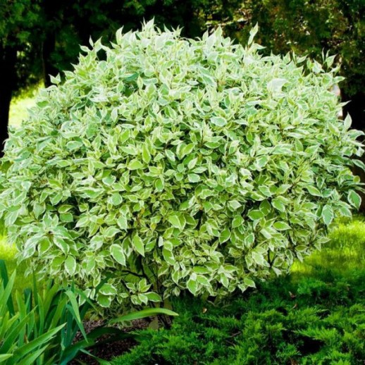 Дерен белый Сибирика (Cornus alba Sibirica) С5L из питомника Ваш сад