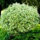 Дерен белый Сибирика (Cornus alba Sibirica) С5L из питомника Ваш сад