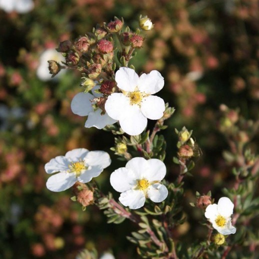 Лапчатка кустарниковая Уайт Леди (Potentilla fruticosa White Lady) С3,6L;30-40 BE из питомника Ваш сад