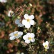 Лапчатка кустарниковая Уайт Леди (Potentilla fruticosa White Lady) С3,6L;30-40 BE из питомника Ваш сад