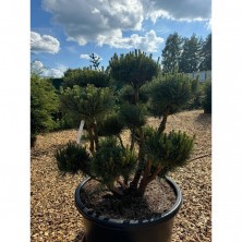 Бонсай сосна обыкновенная Ватерери (Pinus sylvestris Watereri) ш.100-125см;h100-125см  XXL