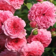Роза Pink Swany (Пинк Свани) C12L