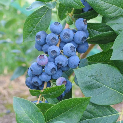 Голубика высокорослая Блюкроп (Vaccinium corymbosum Bluecrop) C3L;30-40см BE из питомника Ваш сад