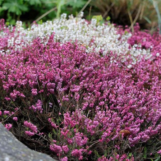 Эрика травяная (Erica carnea) C1L BE из питомника Ваш сад