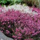 Эрика травяная (Erica carnea) C1L BE из питомника Ваш сад