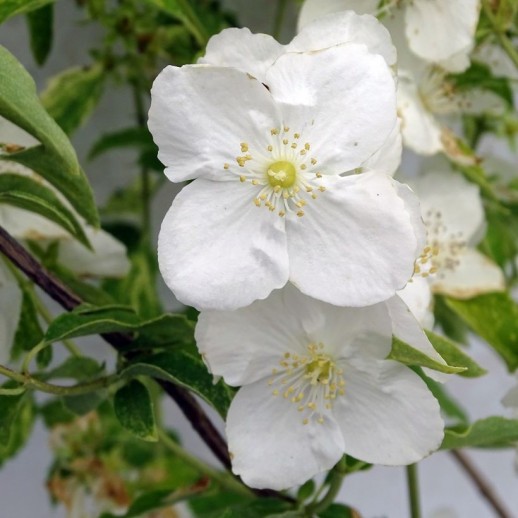 Чубушник жасмин Иносенс Нобл (Philadelphus Innocence Noble) С3,6L; 50-60cm. BE из питомника Ваш сад