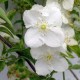 Чубушник жасмин Иносенс Нобл (Philadelphus Innocence Noble) С3,6L; 50-60cm. BE из питомника Ваш сад
