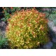 Спирея японская Меджик Карпет (Spiraea japonica Magic Carpet) C4,5L; 40-50cm. XXL из питомника Ваш сад