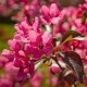 Яблоня Роял Бьюти (Royal Beauty) штамб из питомника Ваш сад