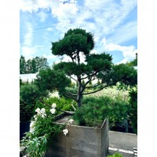 Бонсай сосна обыкновенная (Pinus Sylvestris) ш.125-150см;в.200-225см  XXL