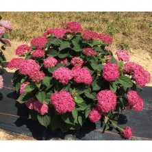 Гортензия древовидная Руби Аннабель (Hydrangea arborescens Ruby Annabelle) C15L;60-80 BE