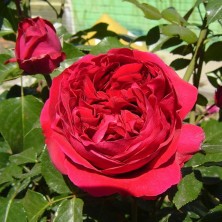 Red Eden Rose (Ред Эден Роуз) C7L