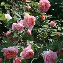 Роза Colette (Колетт) C12L