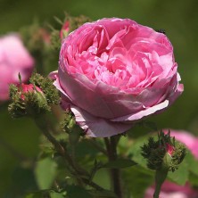 Роза Chapeau de Napoleon (Шапо дэ Наполеон) C12L