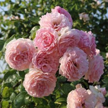 Rose de Tolbiac Kordes (Роза Роз де Толбиак) C7L