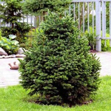 Ель сербская Нана (Picea omorika Nana) 80-100см XXL