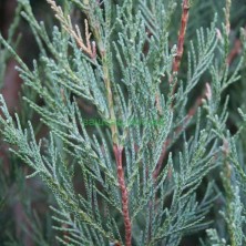 Можжевельник скальный Скайрокет (Juniperus scopulorum Skyrocket) формиров. 180-200см