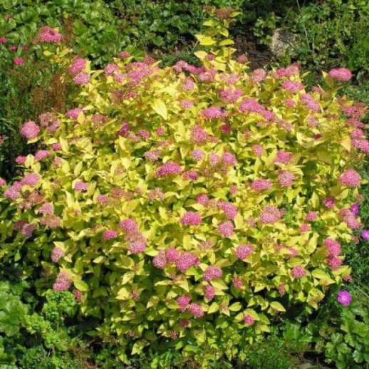 Спирея японская Голден Принцесс (Spiraea japonica Golden Princess) С10L из питомника Ваш сад