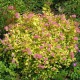 Спирея японская Голден Принцесс (Spiraea japonica Golden Princess) С10L из питомника Ваш сад