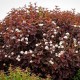 Пузыреплодник калинолистный Ред Барон (Physocarpus opulifolius Red Baron) h180-200 ком из питомника Ваш сад