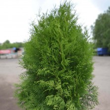 Туя западная Брабант (Brabant) 1