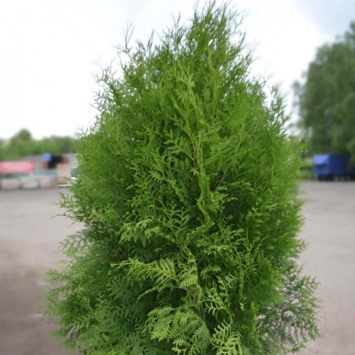 Туя западная Брабант (Thuja occidentalis Brabant)