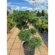 Бонсай Можжевельник китайский Кайзука (Juniperus chinensis Kaizuka)