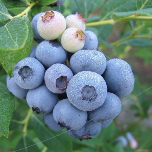 Голубика высокорослая Элизабет (Vaccinium corymbosum Elizabeth) C10L из питомника Ваш сад