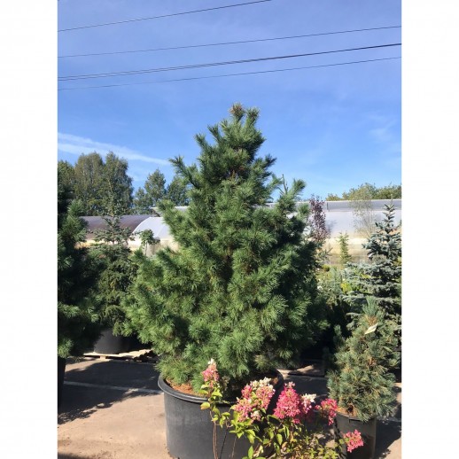 Сосна кедровая европейская (Pinus cembra) 300см. XXL из питомника Ваш сад