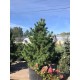 Сосна кедровая европейская (Pinus cembra) 300см. XXL из питомника Ваш сад