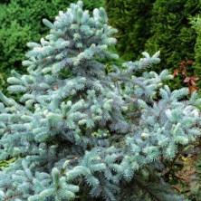 Ель колючая Хупси (Picea pungens Hoopsii) D15; 70-80cm. XXL