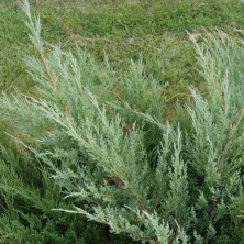 Можжевельник виргинский Хетц (Juniperus virginiana Hetz) C3L