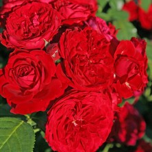 Роза Rotkappchen (Роткапчен) C12L